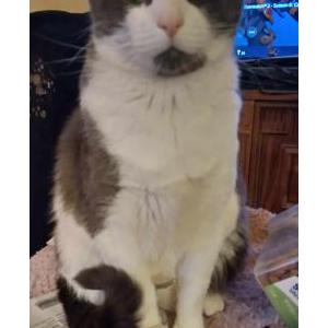 Lost Cat Ashe