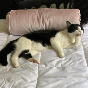 Image of Panda, Lost Cat