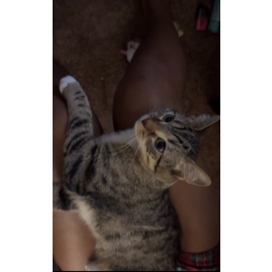 Lost Cat Nova