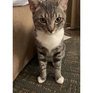 Image of Grey Guy, Lost Cat