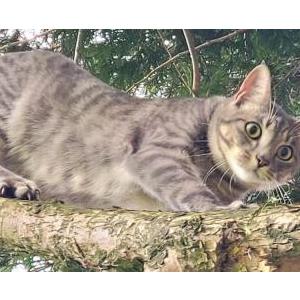 Lost Cat Maxel