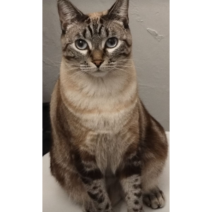 Image of Kit Kat, Lost Cat