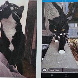 Image of Mini/ Lur, Lost Cat