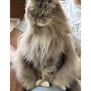 Image of Adelaide, Lost Cat