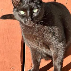 Lost Cat Midnight