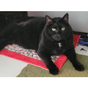 Lost Cat Jake