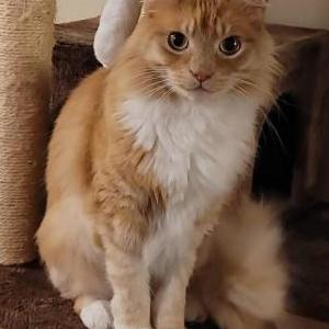 Image of Biscuit, Lost Cat