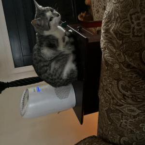 Lost Cat Peach