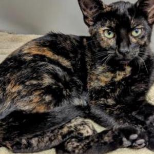 Image of Xochi- Mara, Lost Cat