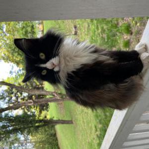 Lost Cat Whiskers