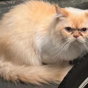 Lost Cat Brimiao