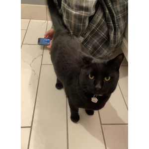 Lost Cat Lacey