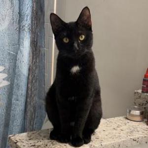 Lost Cat Puma