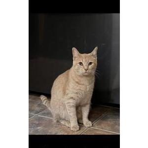 Lost Cat Millie