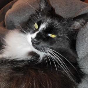 Image of FattyLumpkins, Lost Cat
