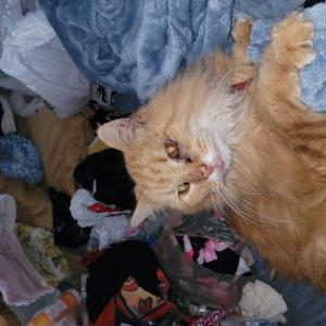 Lost Cat Howler