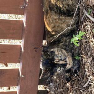 Lost Cat Indigo