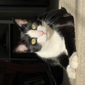 Lost Cat Black w. white face