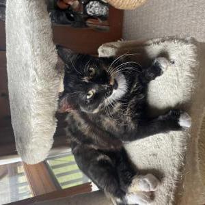 Lost Cat Eve