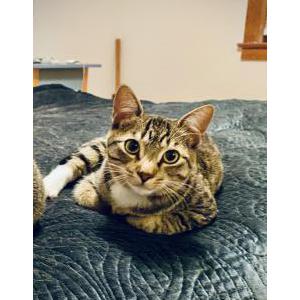 Image of Bug (Buggy), Lost Cat