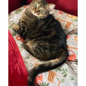 Lost Cat Charlie