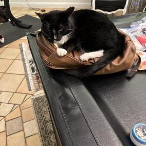 Lost Cat Diesel