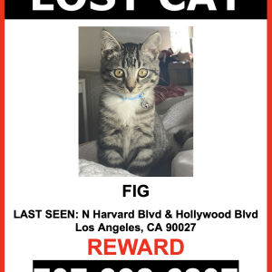 Lost Cat Fig