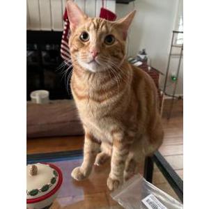 Lost Cat Finnigan