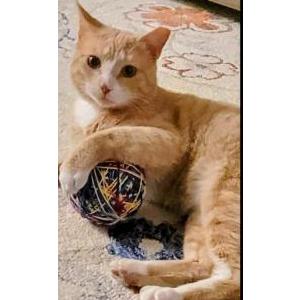 Lost Cat Archie