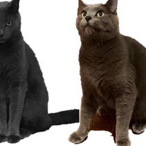 Lost Cat Gawain & Gallahad