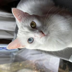Lost Cat Nebby