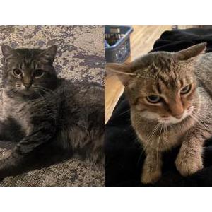 Lost Cat Penny