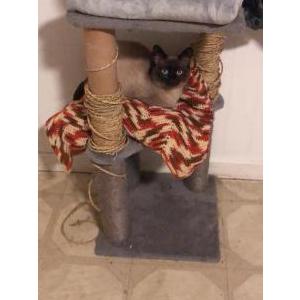 Lost Cat Leo