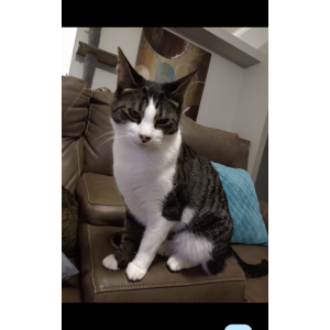 Lost Cat Luka