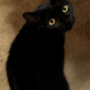 Lost Cat Arwen