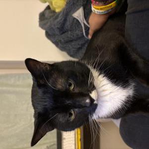 Lost Cat Gemini