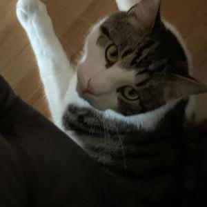 2nd Image of Tundra, Lost Cat
