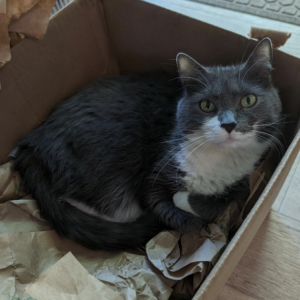 Lost Cat Peanut