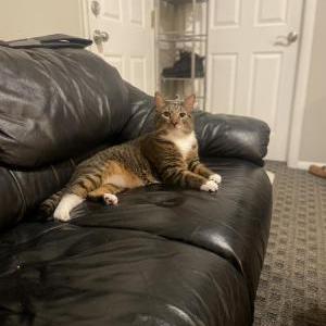 Lost Cat Brody/kitty