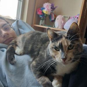 Lost Cat Marbles
