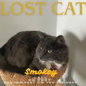 Lost Cat Smokey