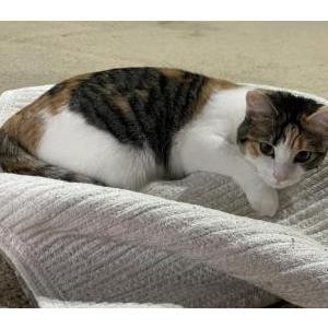 Lost Cat Bubbles