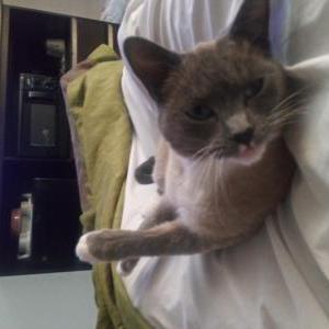 Lost Cat Pearl