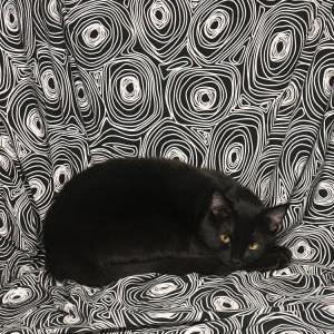 Lost Cat Vinny