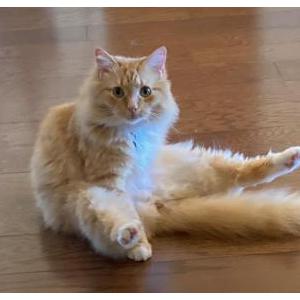 Lost Cat Carl