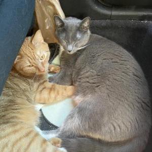 Lost Cat bentley