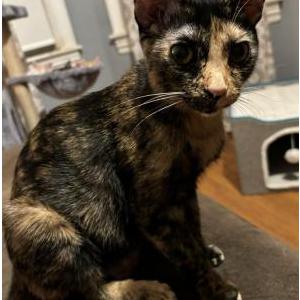 Lost Cat Noah