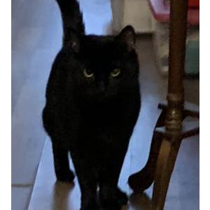 Lost Cat Jasper