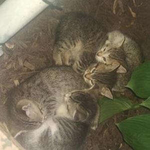 Lost Cat Kittens