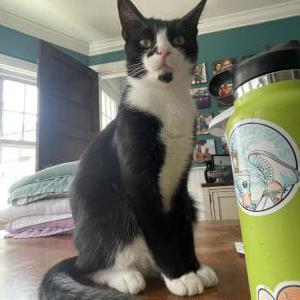 Lost Cat Finn